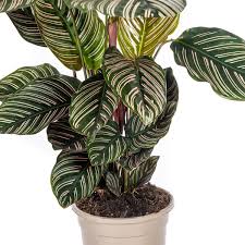 Calathea sanderiana