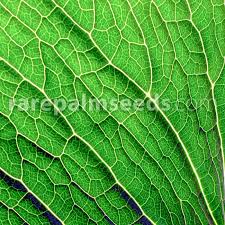 Maybe you would like to learn more about one of these? Arisaema Speciosum Samen Kaufen Bei Rarepalmseeds Com