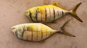 سمك ربيب صيدي fish