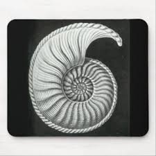 Speculate on the organism that left the fossil sketch the imaginary view. Ammonite Fossil Mouse Pads Zazzle