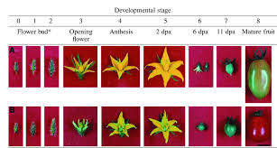 Apply fertilizer to the soil 6 to 8 inches away from the plant. Developmental Stages Of Tomato Flowers And Fruits In A Wild Type And Download Scientific Diagram