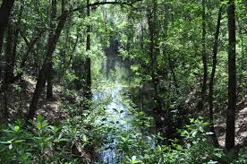 I used rum 138 to rent the kayaks and have a shuttle service. Santa Fe River And Sink Florida State Parks