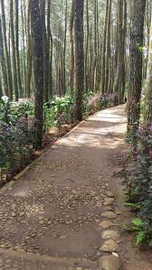 Hutan pinus, dlingo, bantul, yogyakarta. Ammar Syafiq Ammarsyafiq37 Profil Pinterest