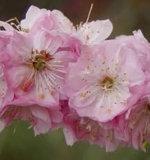 Image result for mandloň trojlaločná