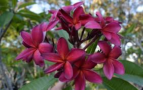 Pin On Plumeria Flowers