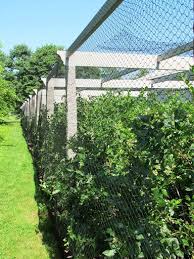 How to use bird netting. A Mid July Tour Of The Farm The Martha Stewart Blog Garden Netting Berry Garden Orchard Garden