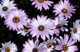 Image result for Osteospermum monocephalum