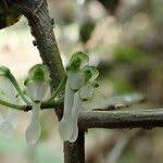 Image result for Solenangis clavata