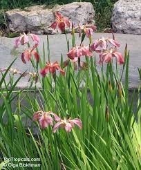 Iris black gamecock louisiana iris deep purple almost black blóoms 1 trẹẹ rhizome. Iris Sp Beardless Irises Beardless Irises Water Irises Toptropicals Com