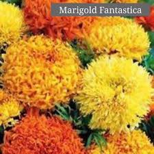 We did not find results for: Biji Benih Bunga Marigold Kebun Kecil Tepi Rumah Facebook