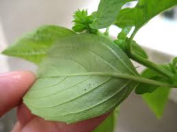 They got the name as they spin a silk web which helps to i have some spider mites on mine that are driving me crazy. Red Spider Mites And Eggs On A Basil Leaf Jimmy Tan S Photo Gallery
