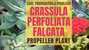Image result for Crassula perfoliata