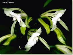 Image result for Corymborkis