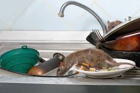 Maybe you would like to learn more about one of these? Les Meilleurs Solutions Pour Se Debarrasser Des Rats