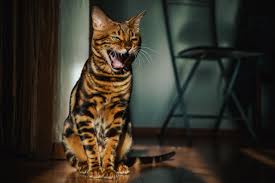 все породы кошек с фотографиями и названиями по алфавиту Bengalskaya Koshka Koshki Bengalskij Kot Kot Bengal Minileopard Domashnie Zhivotnye Dikaya Koshka Cats Animals Photo And Video