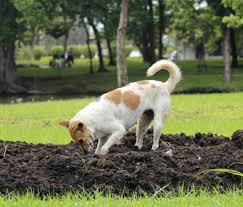 Preparing for what you'll do with in most areas, it is legal to bury your dog in your own backyard, although checking with both local and state laws is advised. 4 Tips On How To Stop A Dog From Digging