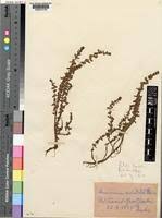 Image result for Rotala tenella