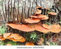 Image result for Pycnobotrya