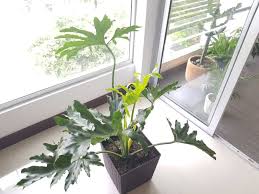 Medium to bright indirect light. How To Take Care Of A Philodendron Selloum Bigboyplants