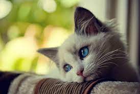 Gambar Orang Lagi Sedih Termasuk Muka Wajah Mata Wanita Dan Ekspresi Kucing Foto Kucing Lucu Menggambar Kucing