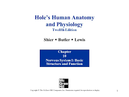 Chapter 10 Nervous System I Basic Structure And Function Ppt Video Online Download