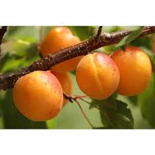 Image result for Prunus armeniaca