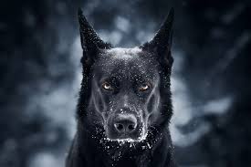 i am vengeance i am the night i am batman black german shepherd german shepherd dogs black german shepherd dog