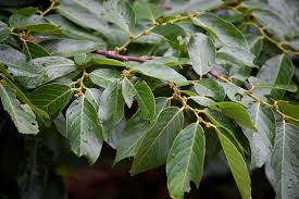 Image result for Bridelia micrantha