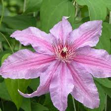 It helps to develop more shoots and a fuller vine. Clematis Sympatia Clearview Horticultural Products
