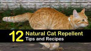 Consistency is vital with this homemade cat deterrent. Keeping Cats Away 12 Natural Cat Repellent Tips And Recipes