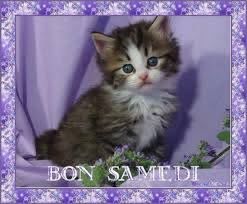 CHATON BON SAMEDI