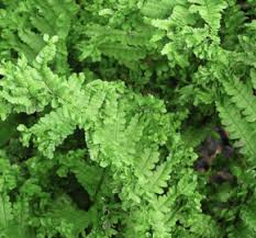 Image result for sleziník Asplenium