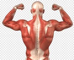 Spinal anatomy and back pain. Human Body Human Back Anatomy Muscle Muscular System Muscle Anatomy Hand Human Png Pngegg