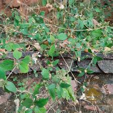 Image result for Blepharis maderaspatensis