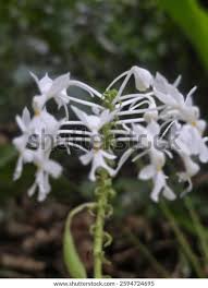 Image result for Habenaria afra