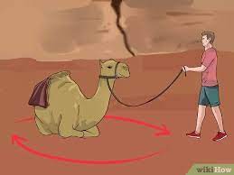 To draw a cartoon whale, first draw a curve for the head and 2 small fat rolls to form the back. How To Regain Control Of A Spooked Camel 14 Steps With Pictures