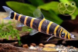 Image result for Streptocarpus leptopus