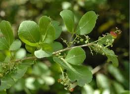 Image result for Searsia natalensis