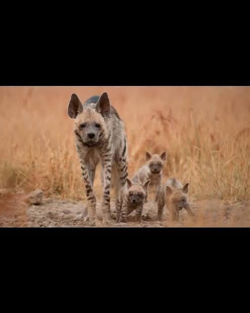 A docuseries made on striped hyenas found near Saswad | Hindustan Times