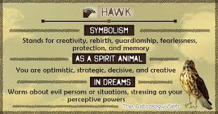 Hawk Meaning And Symbolism The Astrology Web