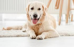 Golden Retriever Tudo Sobre Uma Das Racas Mais Queridas New York Pets