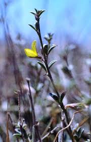 Image result for Argyrolobium rupestre