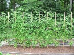 Mettez Un Tuteur Pour Soutenir Les Tiges De Tomates Planter Tomates Jardin De Tomates Tomates