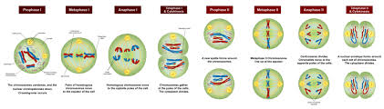 what are the differences between meiosis i and meiosis ii