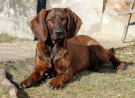 Image result for hannoverský barvář