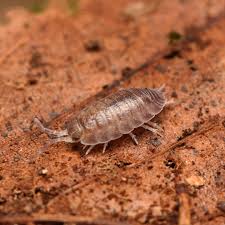 Image result for Ypsilopus