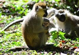 Take the Safari Travel and Tours| Bushman Safaris