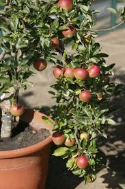 Not only do these intrepid gardeners struggle against lack of proper sunlight, but it's also extremely arid at the south pole. Growing Fruit In Pots Plants Potted Trees Growing Fruit Trees