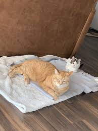 Two Is Better Than One Ziggy Cats Blanket