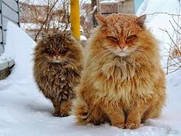 Norwegian Forest Cat For Sale Norwegian Forest Cat Siberian Cat Forest Cat